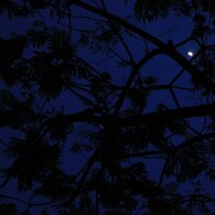 INDIGO DREAMSCAPES