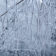 枝垂れ樹氷
