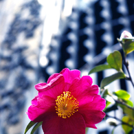 アメ横の路地裏にて