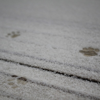 はじめての雪