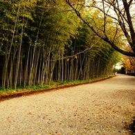 晩秋の竹道