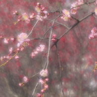 朝の光は梅色