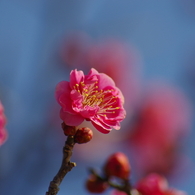 紅梅
