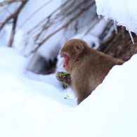 雪の中で見つけたごちそう