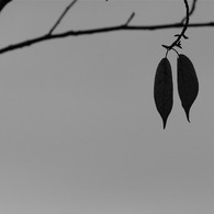 相思
