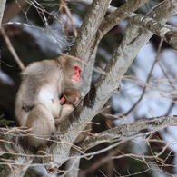 ニホンザルの子育て