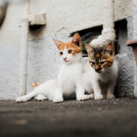 猫撮り散歩504