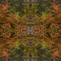 「四季」Natural beauty psychedelic　02