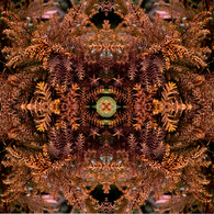 「四季」Natural beauty psychedelic　3