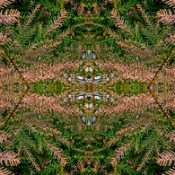 「四季」Natural beauty psychedelic　5