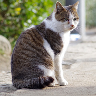 ねこポートレート１