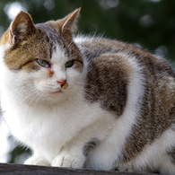 ねこポートレート２
