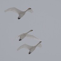 飛翔-白鳥2