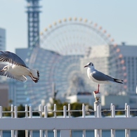 YOKOHAMA-3