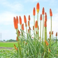 此岸からの風景＜2011-2＞＊トリトマ・狭山市奥富付近