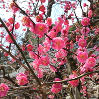 紅梅（北野天満宮）