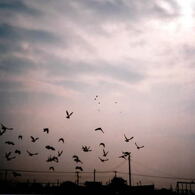 Dear.