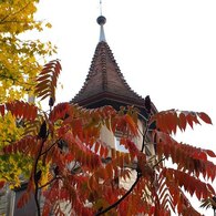 ウルシの紅葉(シャウハウゼン)