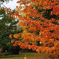 紅葉したサクラ葉(シャウハウゼン)