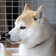 レンズは何でもいい男・・