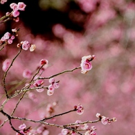 梅花５
