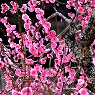 梅花６