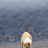 gunung bromo5
