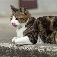 ぺろり
