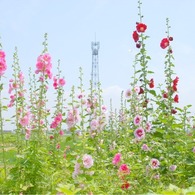 此岸からの風景＜2011-3＞＊タチアオイ・川島町付近