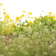 ぺんぺん草＾＾