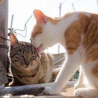 にゃかよし
