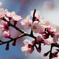blossom