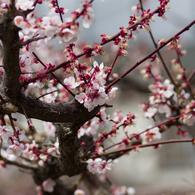 ume tree