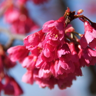 寒緋桜