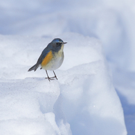 大雪とルリビタキ