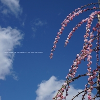 青空に垂れる