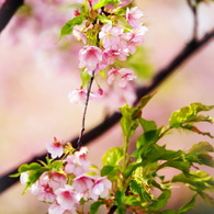 春うらら Ⅱ