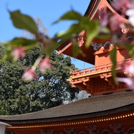 DSC_0429　浅間大社H26.3
