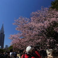 花に群がって