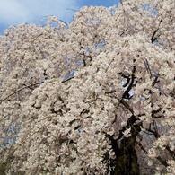 しだれ桜