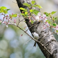 sakura collection No.04