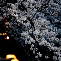 桜～feat.灯火～