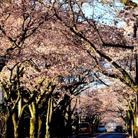 桜並木