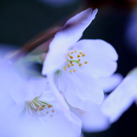 氷桜