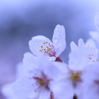 氷桜