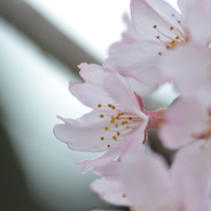 sakura✿