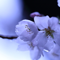 氷桜