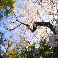 _桜の住む場所