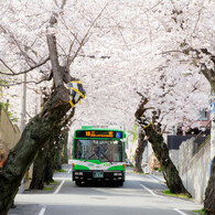 桜トンネルと神戸市バス