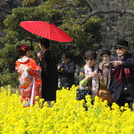 菜の花日和